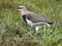 Day02 - 43 * Southern Lapwing